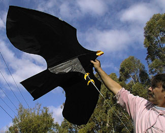 Bob Dawson holding a black fabric crow shaped bird scarer kite